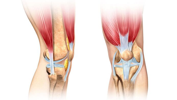 articulation du genou et son traitement contre la douleur